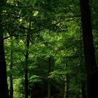 The Living Forest (328) : Green, so green…