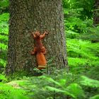 The Living Forest (329) : Red Squirrel