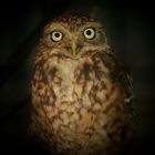 The Living Forest (33) : Little Owl by night