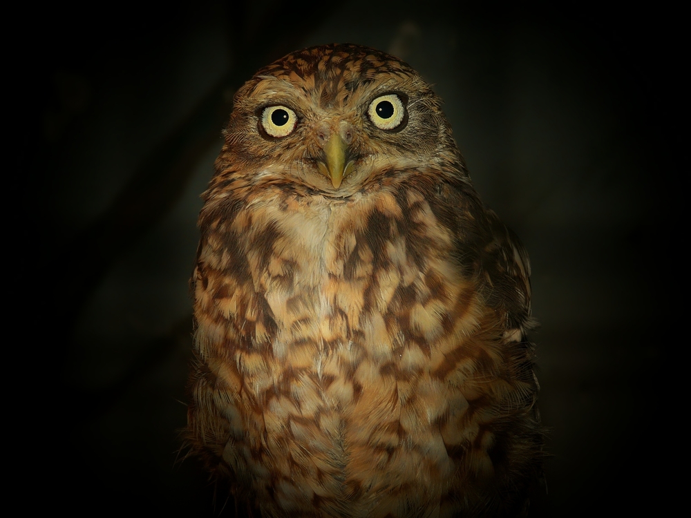 The Living Forest (33) : Little Owl by night