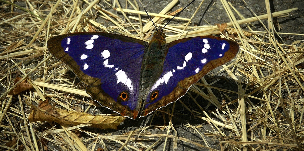 The Living Forest (330) : Purple Emperor (male)