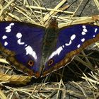 The Living Forest (330) : Purple Emperor (male)