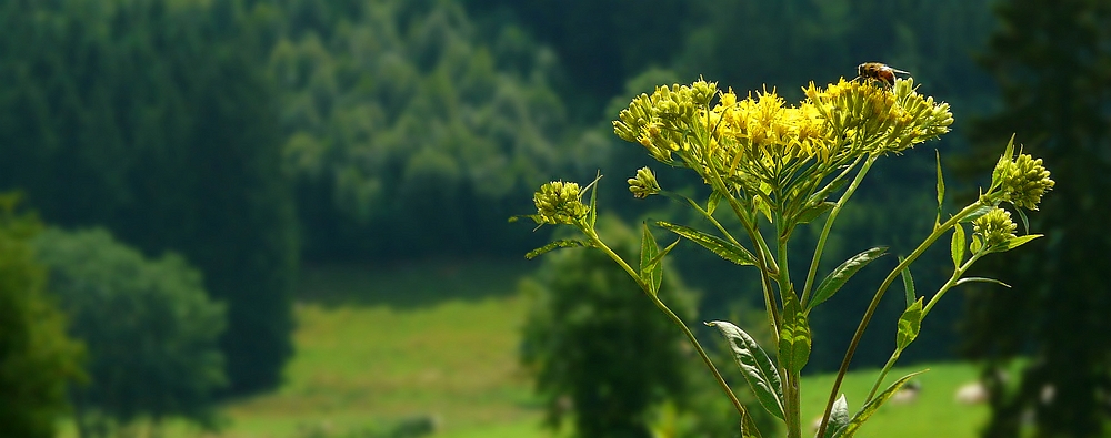 The Living Forest (331) : Wood Ragwort