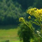 The Living Forest (331) : Wood Ragwort