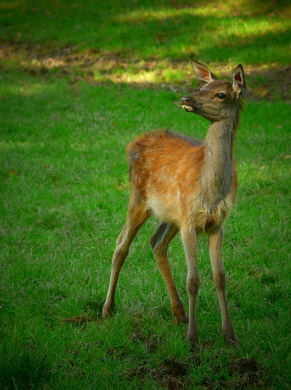 The Living Forest (332) : Red Deer calf