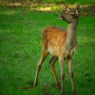 The Living Forest (332) : Red Deer calf