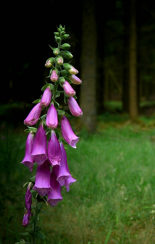 The Living Forest (333) : Foxglove