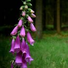 The Living Forest (333) : Foxglove