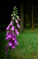 The Living Forest (333) : Foxglove