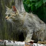 The Living Forest (334) : European Wildcat