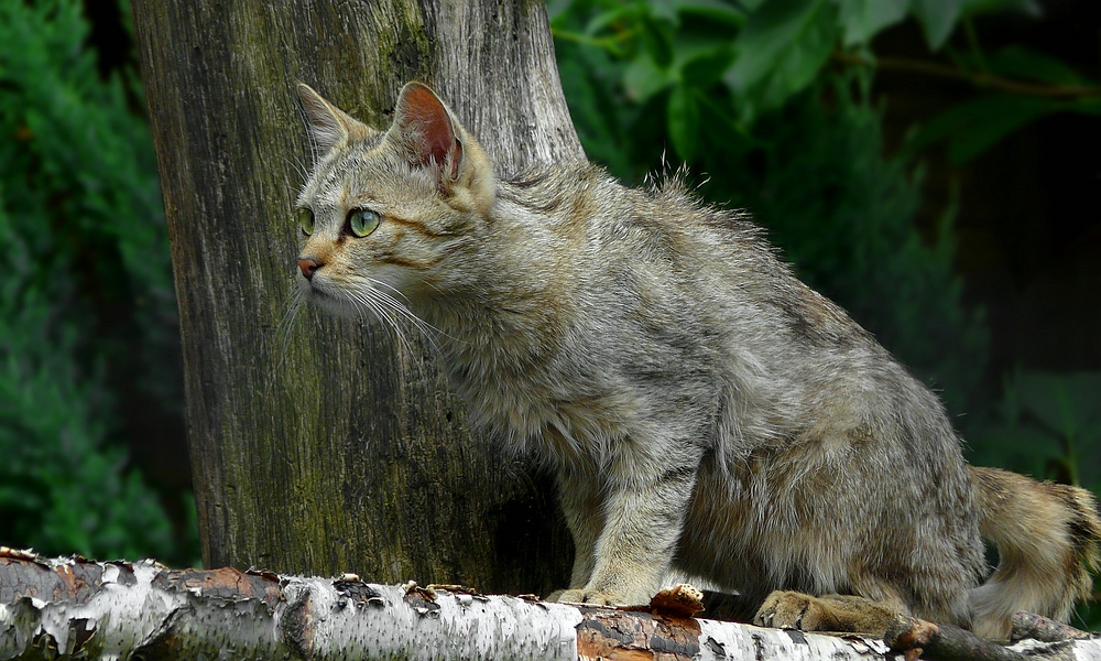 The Living Forest (334) European Wildcat photo & image nature
