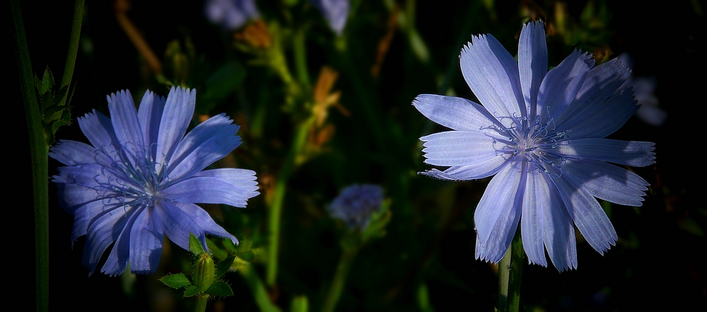 The Living Forest (335) : Wild Chicory