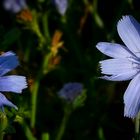 The Living Forest (335) : Wild Chicory