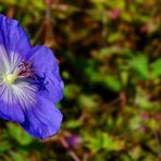 The Living Forest (336) : Meadow Cranesbill