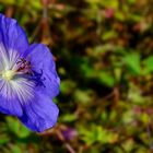 The Living Forest (336) : Meadow Cranesbill