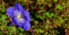 The Living Forest (336) : Meadow Cranesbill