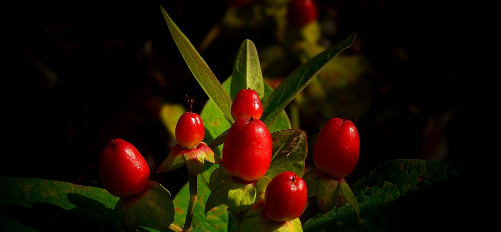 The Living Forest (337) : Tutsan