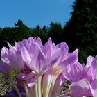 The Living Forest (338) : Autumn Crocus