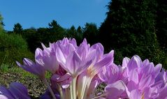 The Living Forest (338) : Autumn Crocus