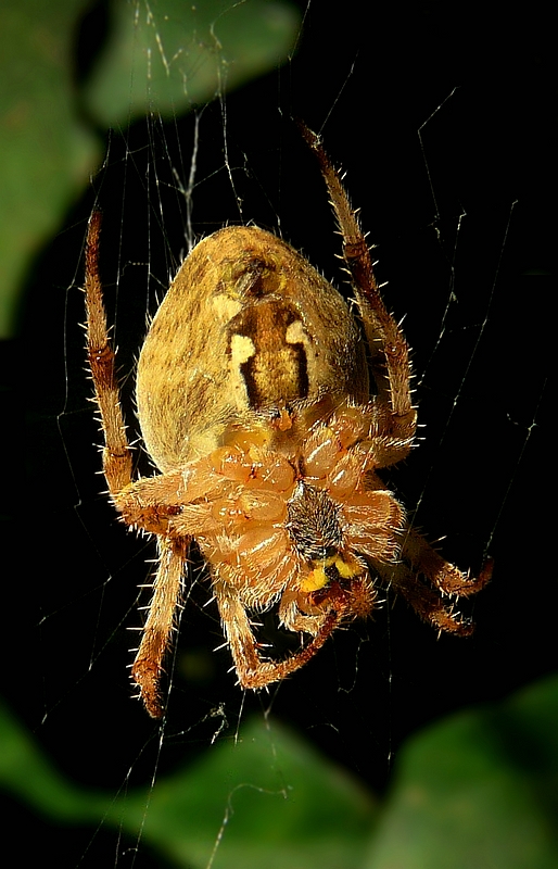 The Living Forest (339) : Cross Spider