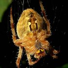 The Living Forest (339) : Cross Spider