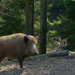 The Living Forest (34) : Wild Boar