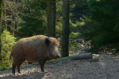 The Living Forest (34) : Wild Boar