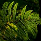 The Living Forest (340) : Bracken