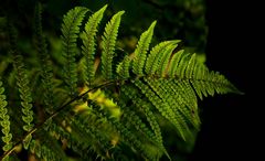 The Living Forest (340) : Bracken