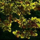 The Living Forest (341) : First sign of Autumn