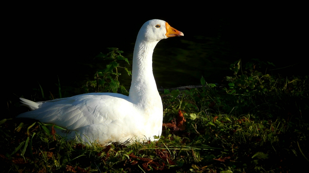 The Living Forest (342) : Domestic Goose