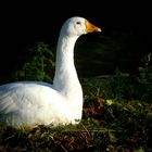 The Living Forest (342) : Domestic Goose