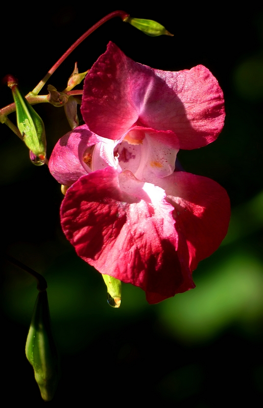 The Living Forest (343) : Himalayan Balsam