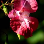 The Living Forest (343) : Himalayan Balsam