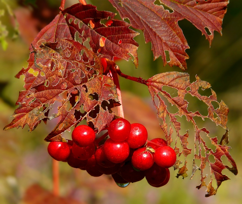 The Living Forest (345) : Guelder Rose