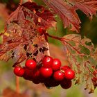 The Living Forest (345) : Guelder Rose