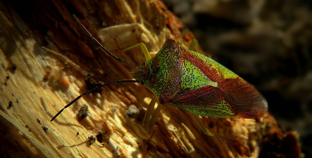 The Living Forest (346) : Hawthorn Shield Bug