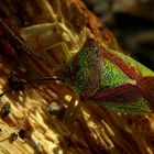 The Living Forest (346) : Hawthorn Shield Bug