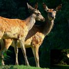 The Living Forest (347) : Red Deer