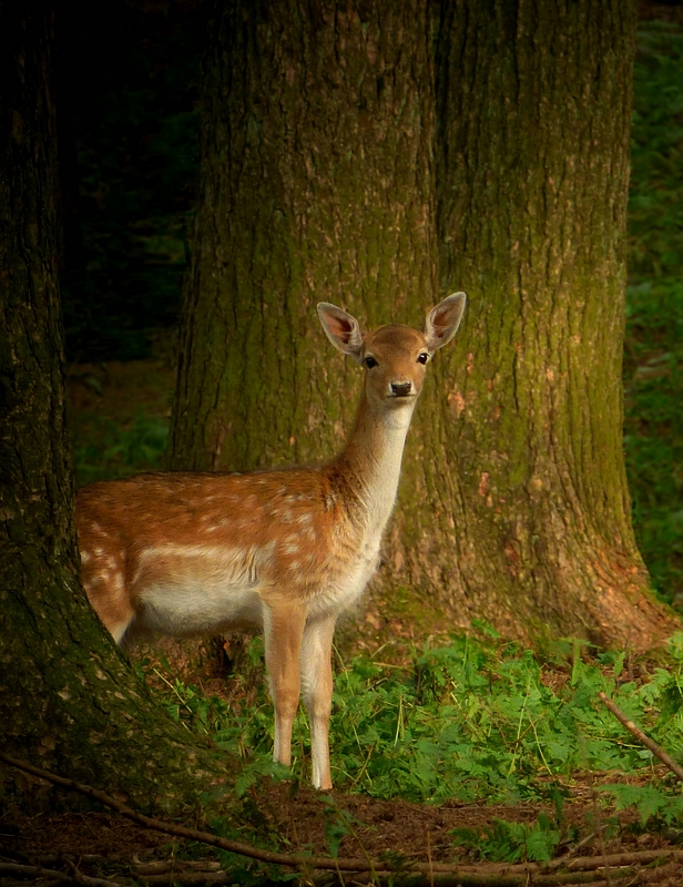 The Living Forest (348) : Fallow Deer