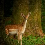 The Living Forest (348) : Fallow Deer