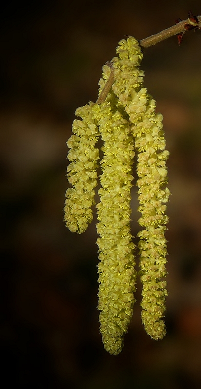 The Living Forest (349) : Hazel catkins