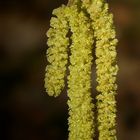 The Living Forest (349) : Hazel catkins