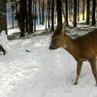 The Living Forest (349) : Roe deer