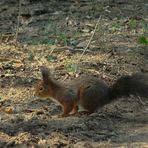 The Living Forest (35) : Red Squirrel