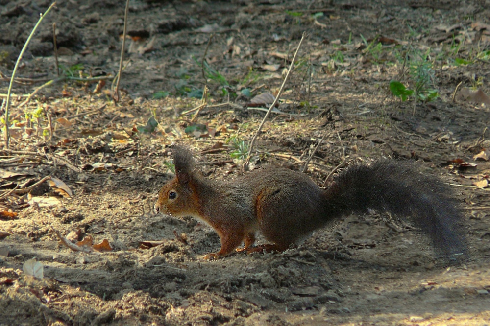 The Living Forest (35) : Red Squirrel