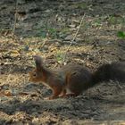 The Living Forest (35) : Red Squirrel