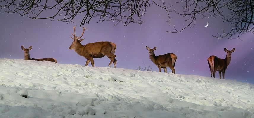 The Living Forest (350) : Red Deers