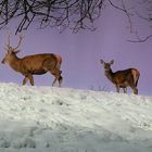 The Living Forest (350) : Red Deers