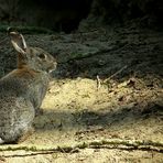 The Living Forest (351) : European Rabbit